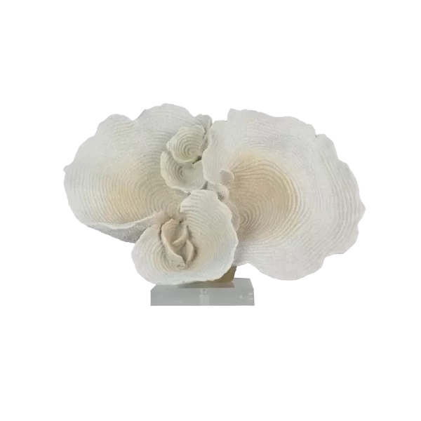 TRIDACNA SHELL